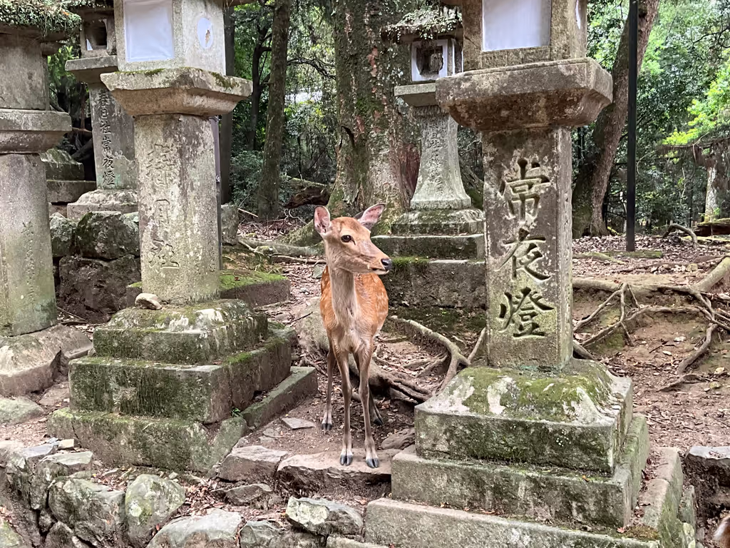 Nara Private Tour - 