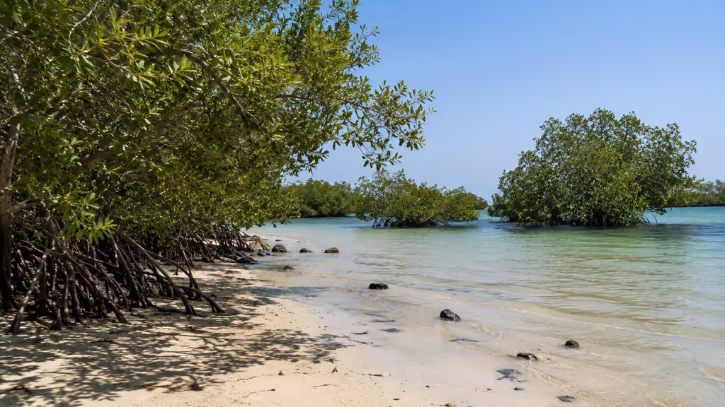 Dubai Private Tour - Mangrove Beach, Umm Al Quwain