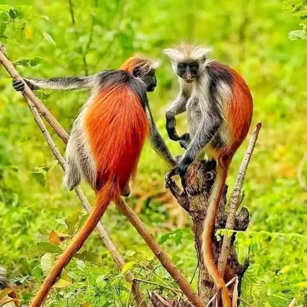Zanzibar Private Tour - 