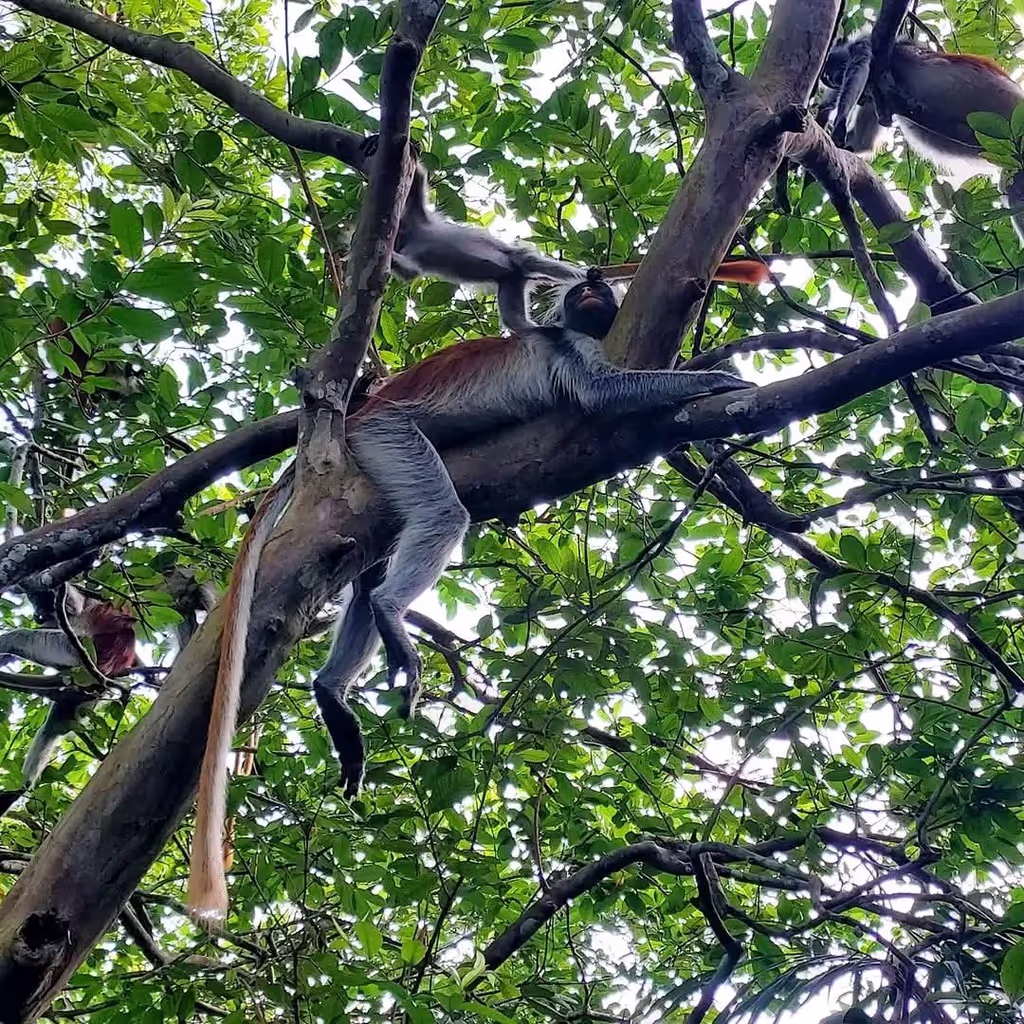 Zanzibar Private Tour - 