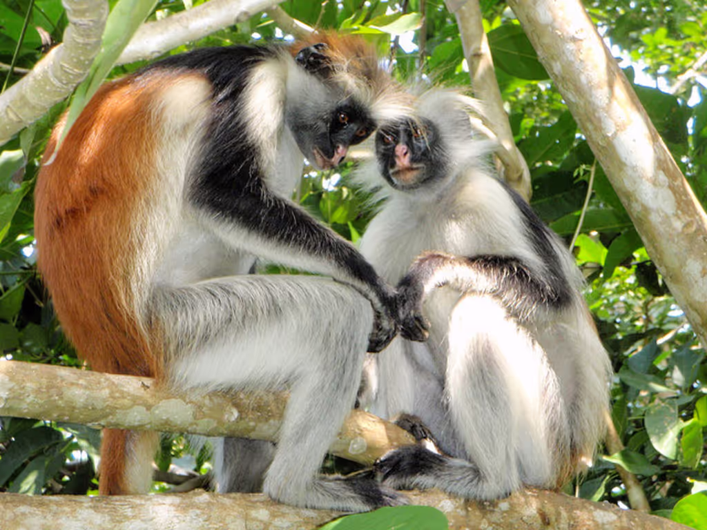 Zanzibar Private Tour - 