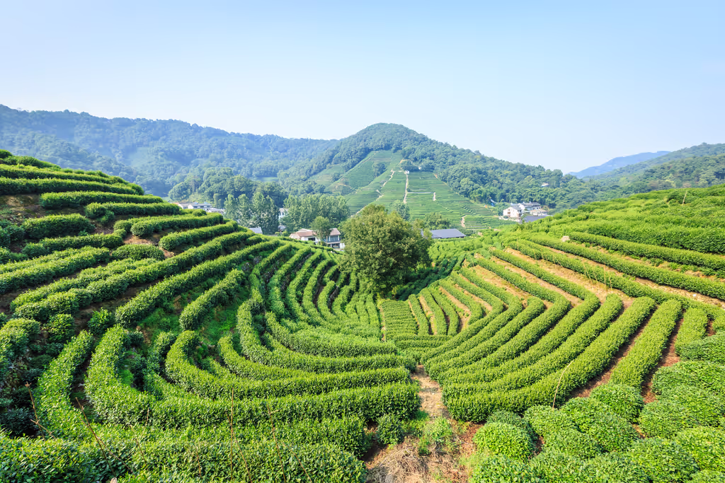 Hangzhou Private Tour - Tea Plantation