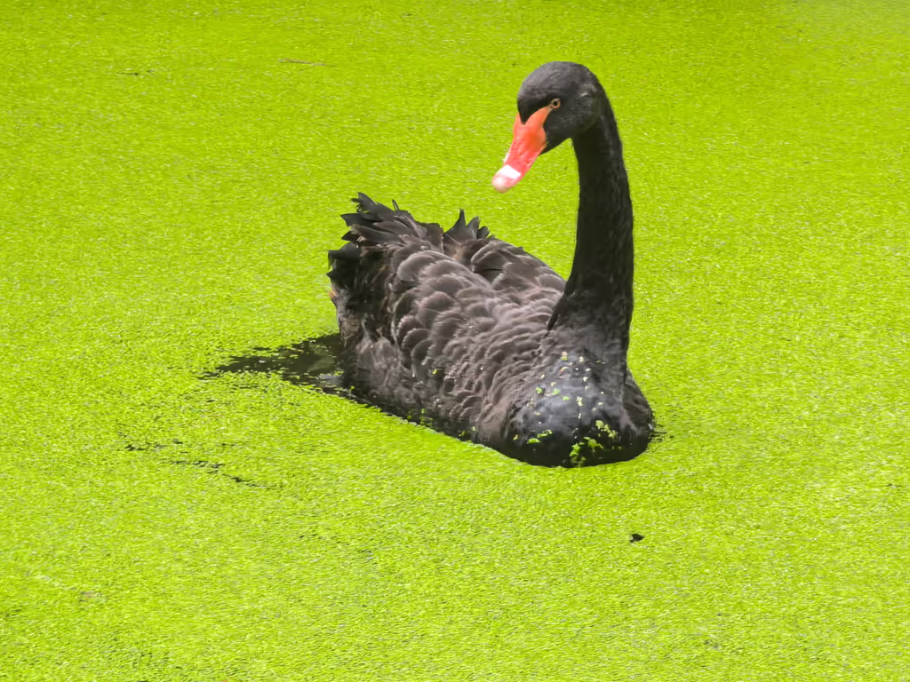 Hangzhou Private Tour - Swan in Matcha Lake
