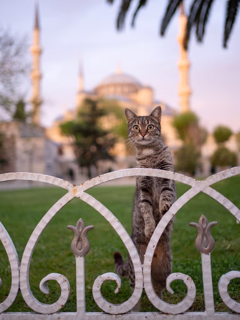 Istanbul Private Tour - 