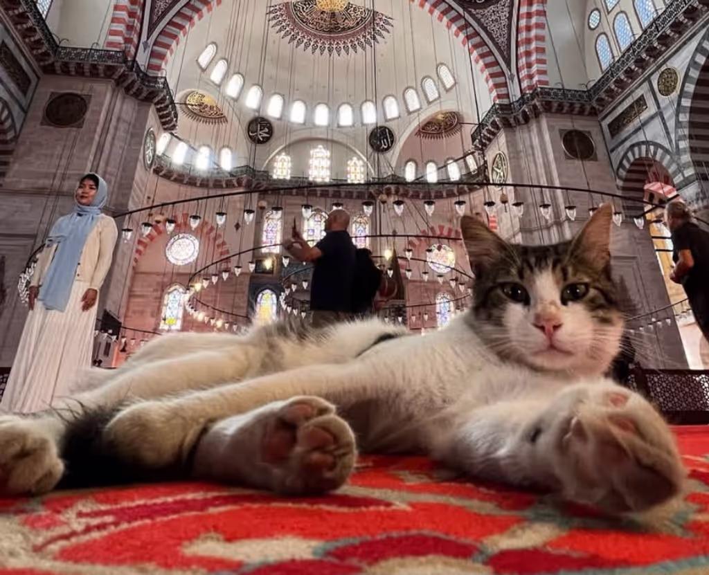 Istanbul Private Tour - 