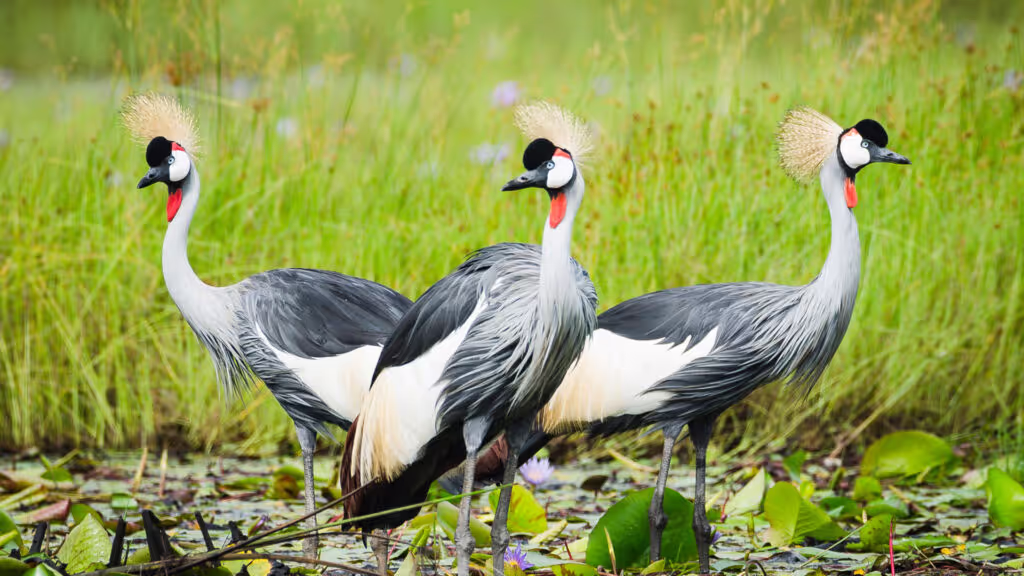 Wakiso Private Tour - 