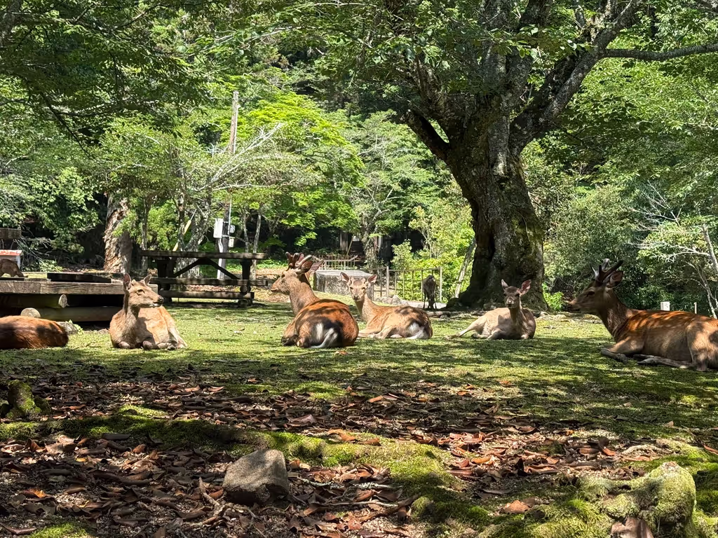 Hiroshima Private Tour - Miyajima deer relaxing in the shade at Omoto Park