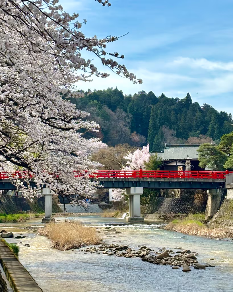 Takayama Private Tour - Nakabashi Bridge in Cherry Blossom Season