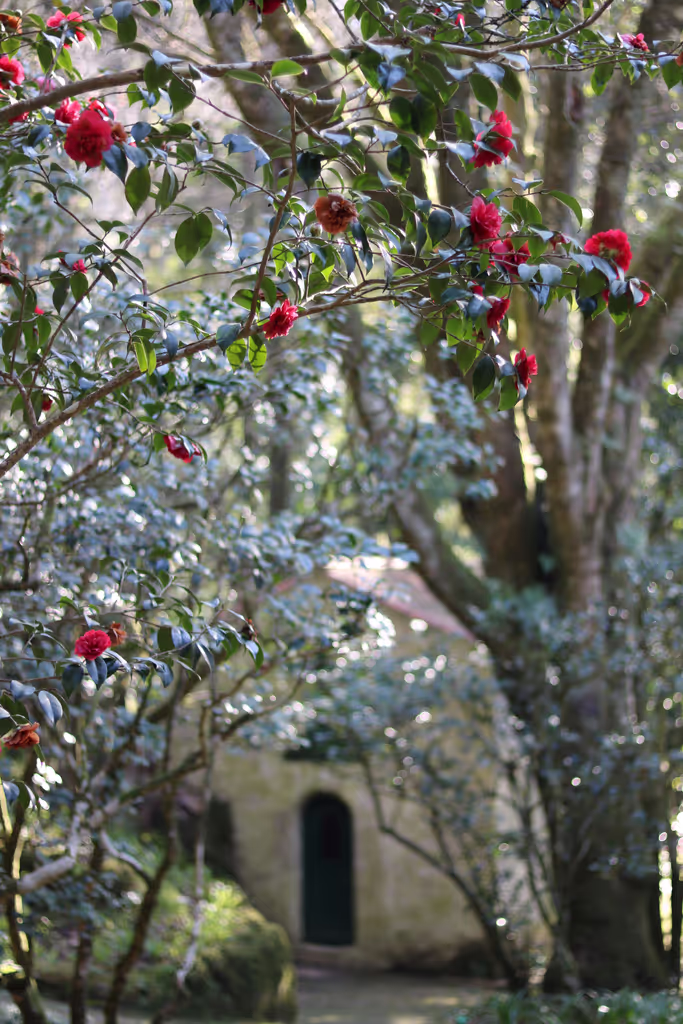 Lisbon Private Tour - Pena Park