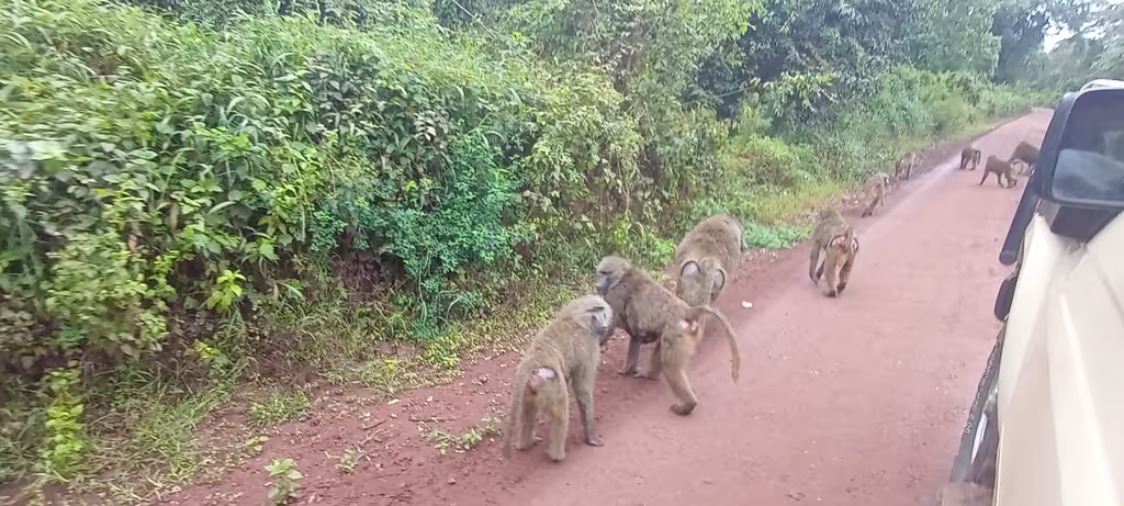 Moshi Private Tour - 
