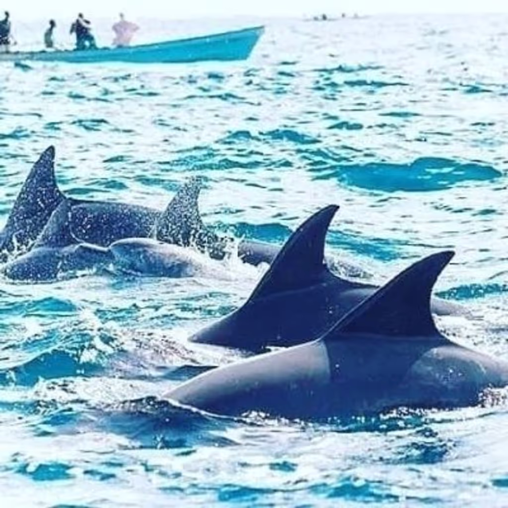 Zanzibar Private Tour - 