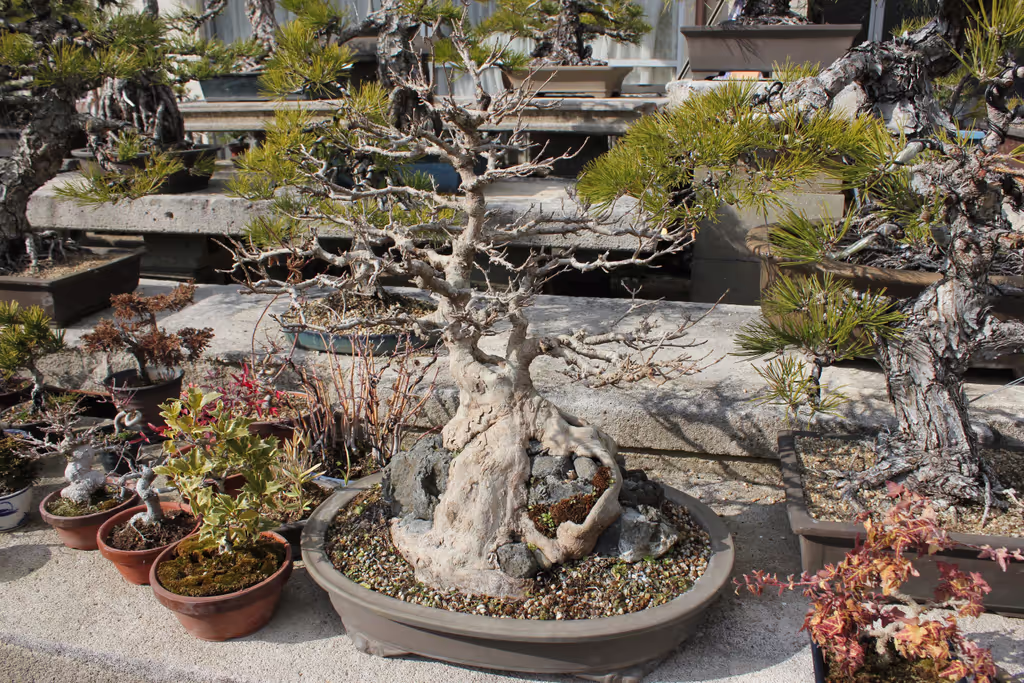 Kagawa Private Tour - 