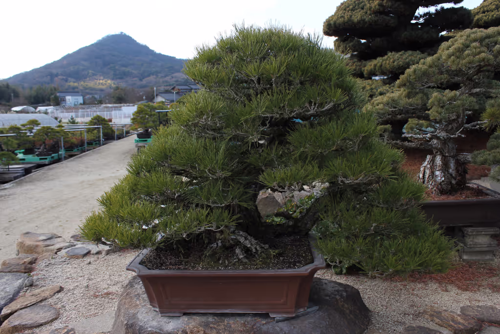 Kagawa Private Tour - 