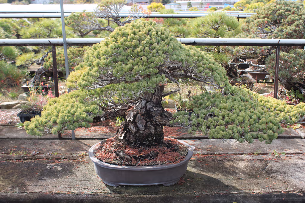 Kagawa Private Tour - 