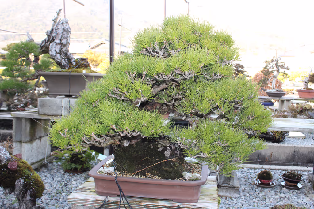 Kagawa Private Tour - 