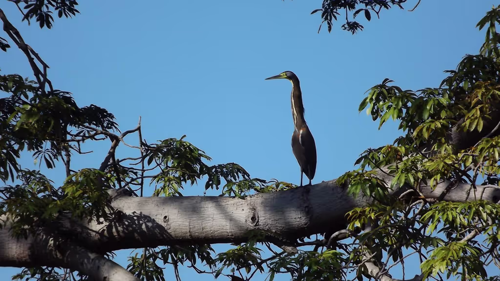 Managua Private Tour - Bare-throated Tiger-Heron (Tigrisoma mexicanum).
