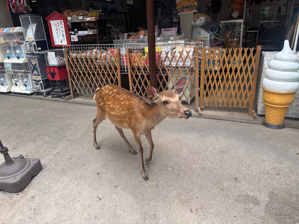 Nara Private Tour - 