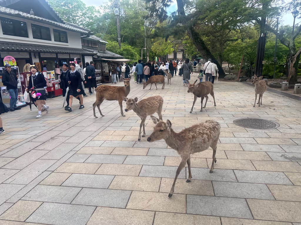 Nara Private Tour - 