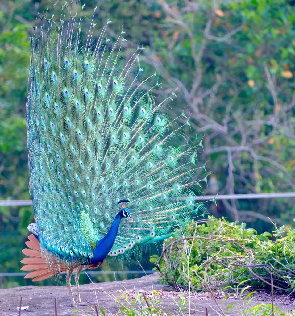 Colombo Private Tour - 