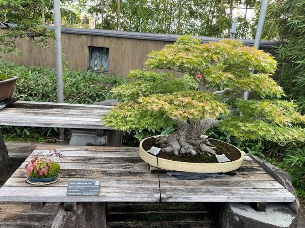 Saitama Private Tour - Japanese maple