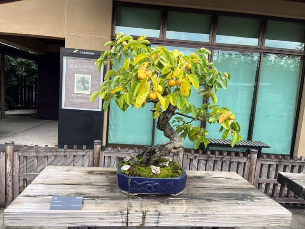 Saitama Private Tour - Persimmon Tree