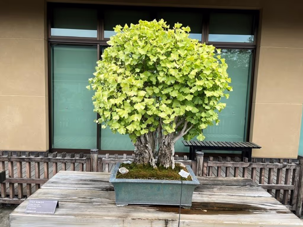 Saitama Private Tour - Ginko tree