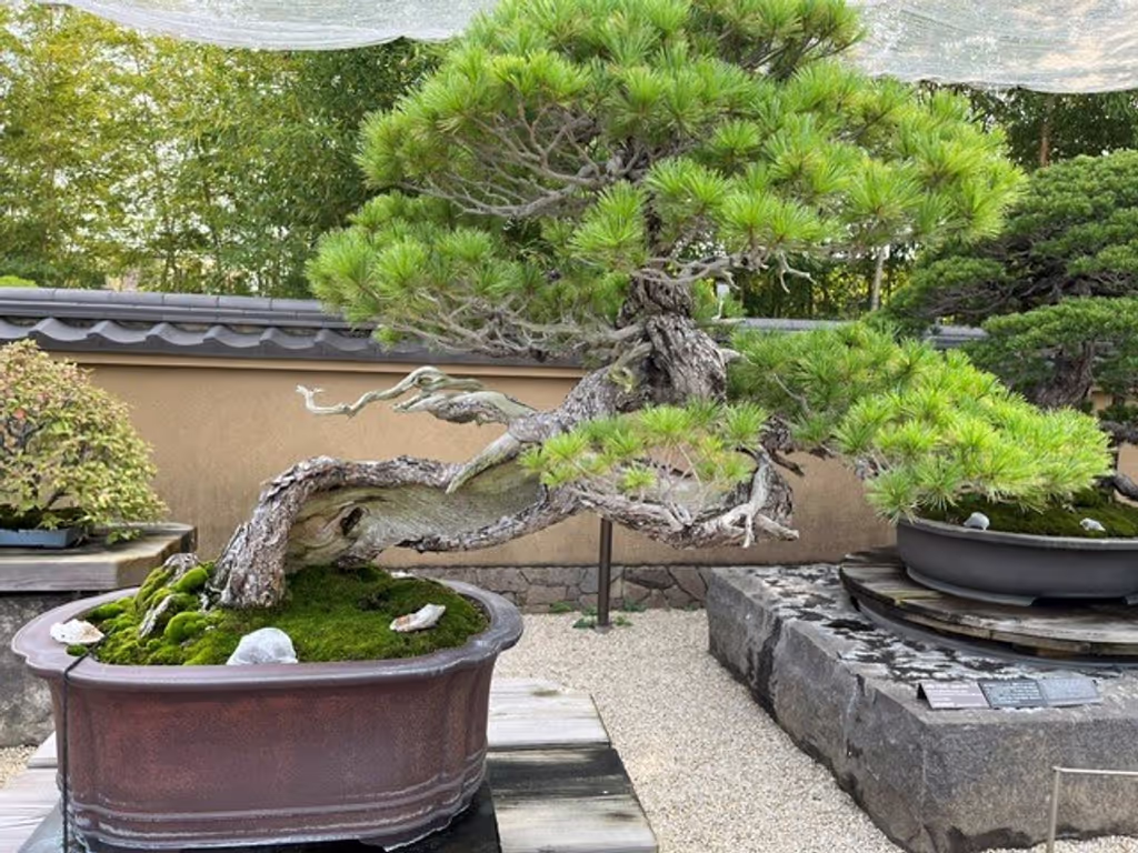 Saitama Private Tour - Goyo matsu, pine tree
