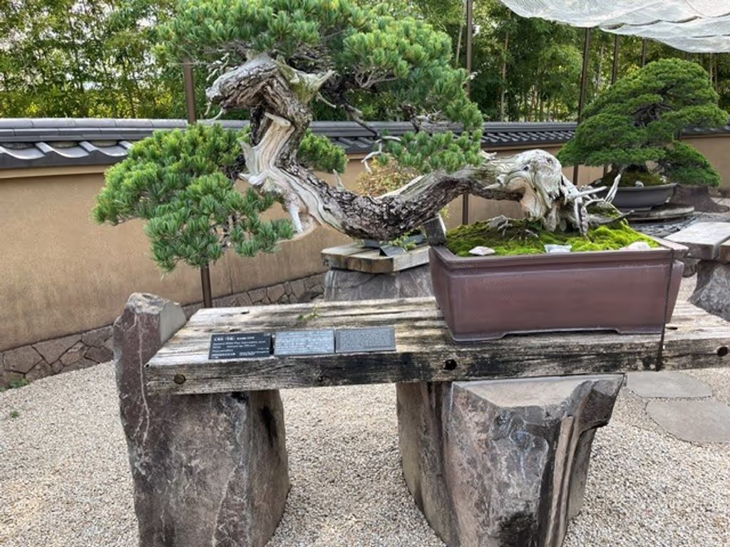 Saitama Private Tour - Goyo matsu, Seiryu