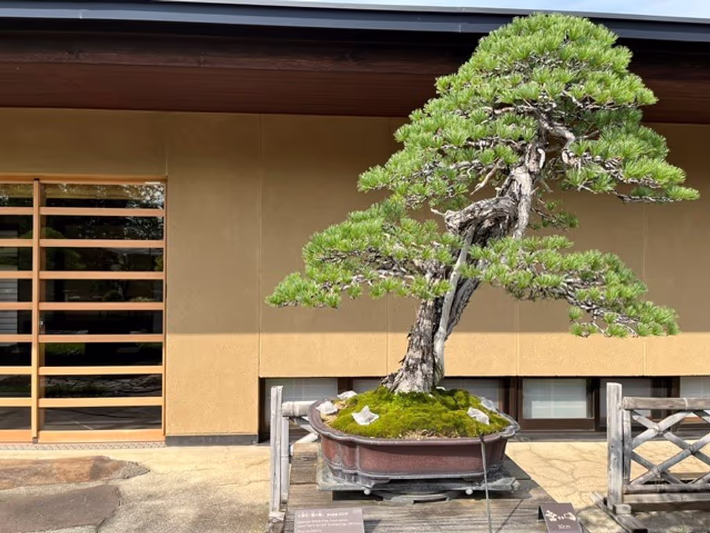 Saitama Private Tour - Goyo matsu, Tsuru no mai