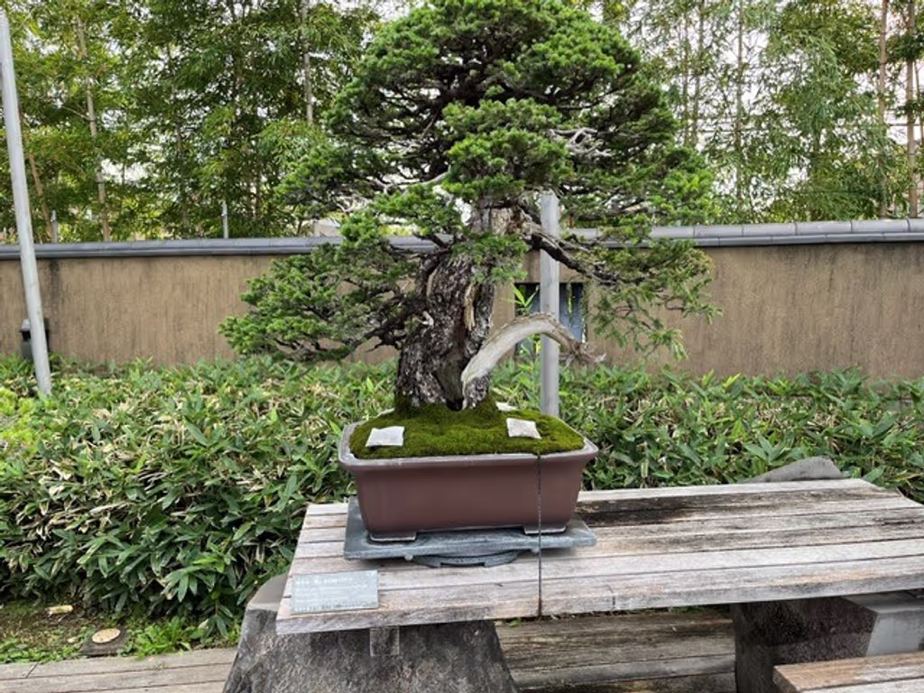 Saitama Private Tour - Ezo-matsu, pine tree