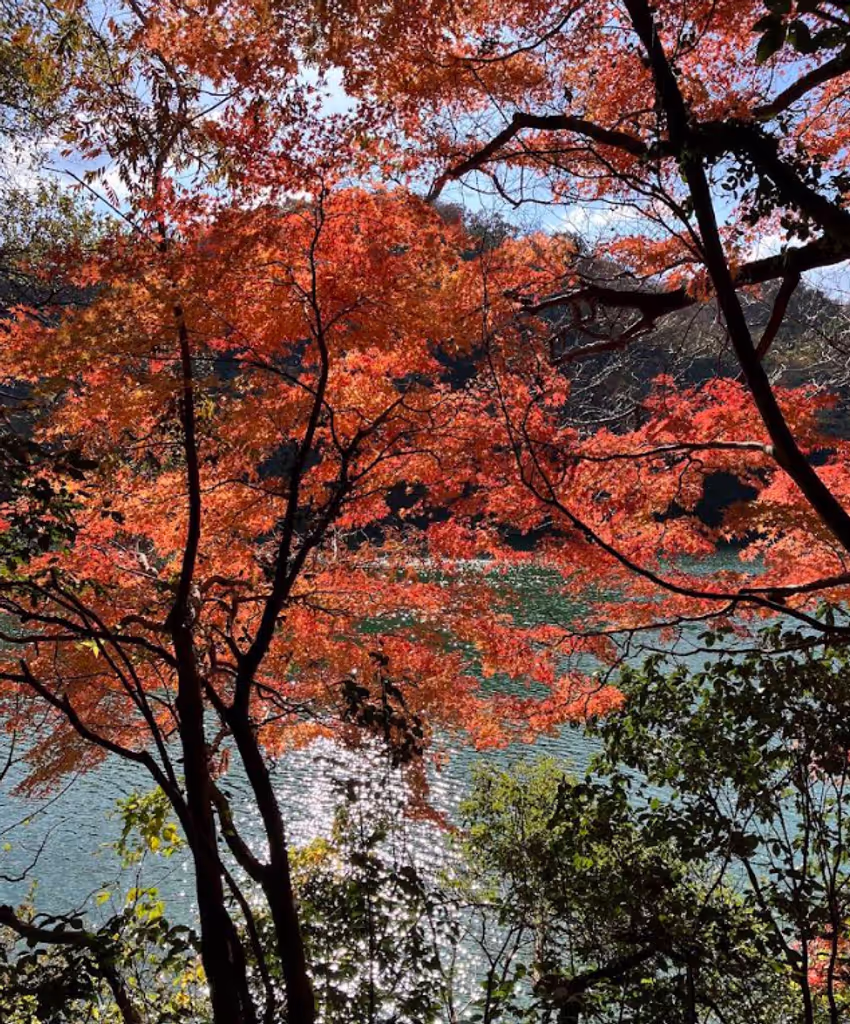 Kobe Private Tour - Colored Leaves
