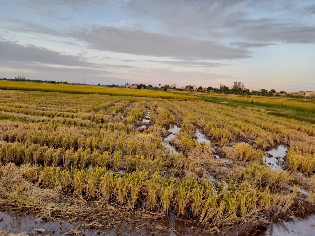 Hanoi Private Tour - Rice Farm