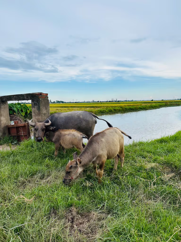 Hanoi Private Tour - Buffalo