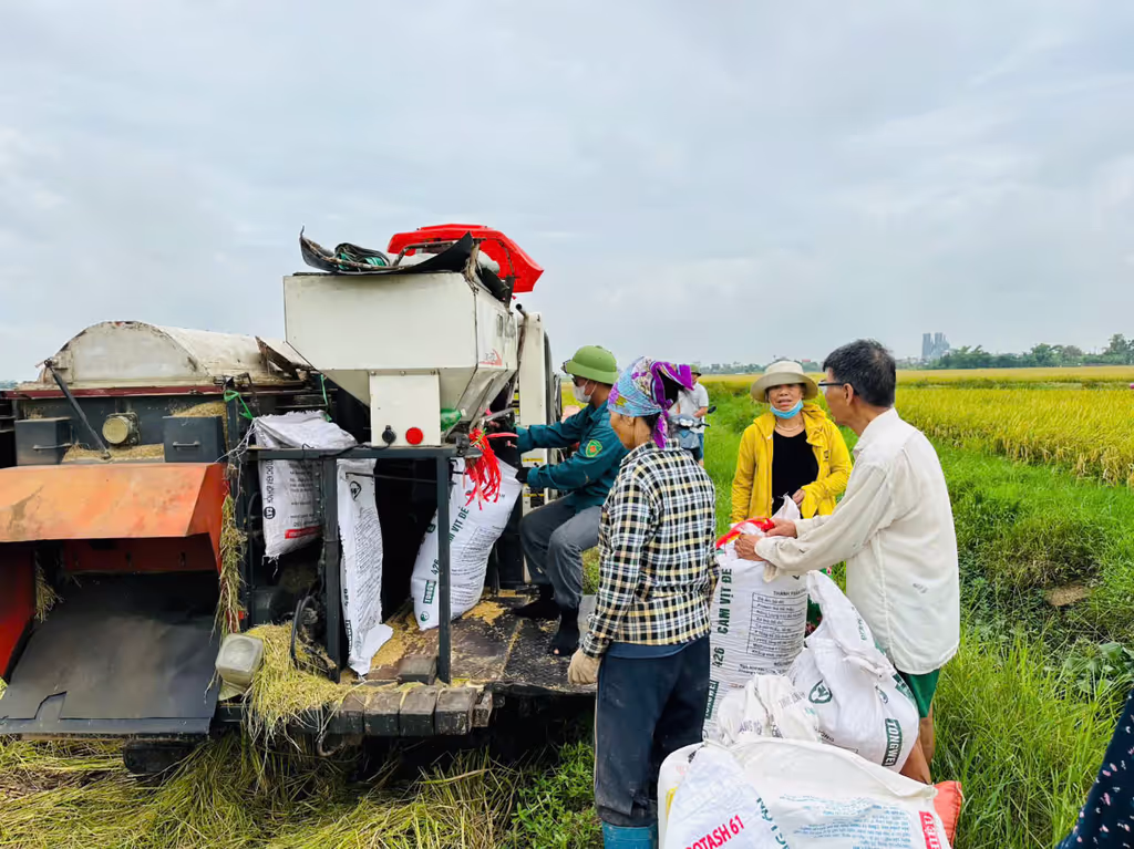 Hanoi Private Tour - Rice Season