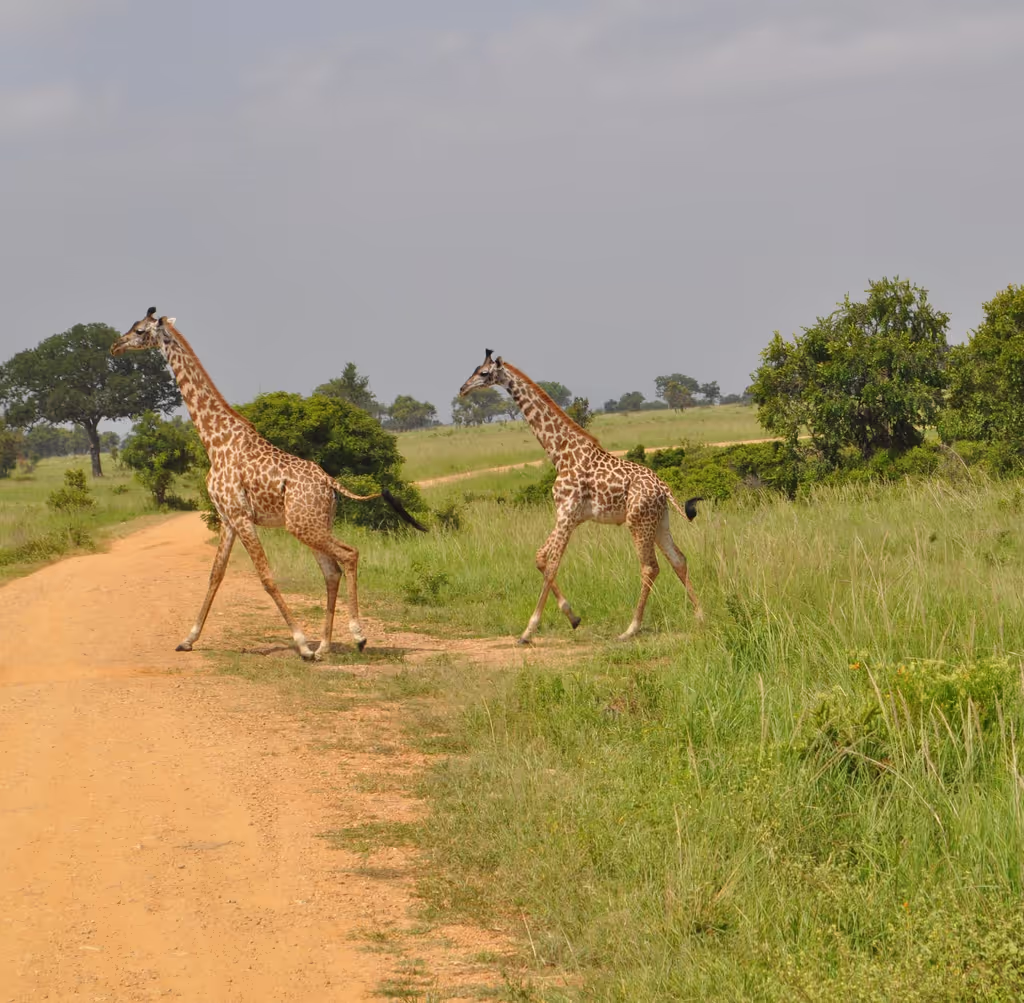 Nairobi Private Tour - 