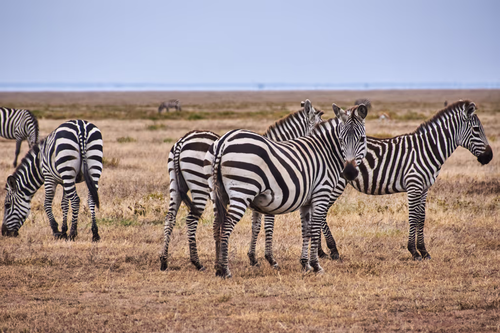 Nairobi Private Tour - 