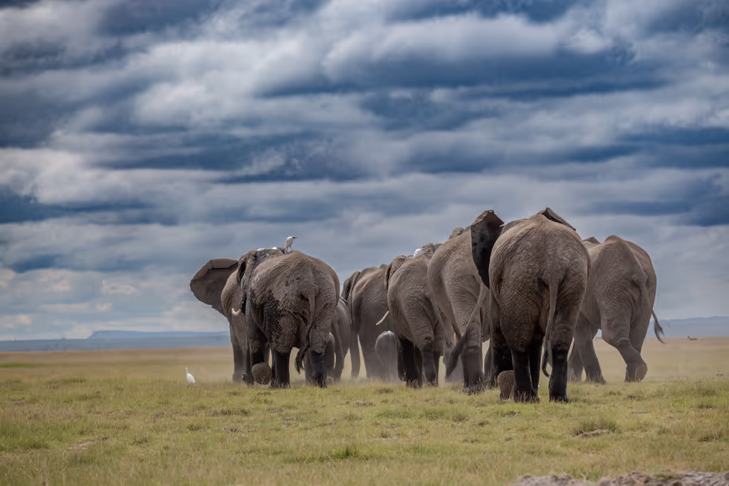Nairobi Private Tour - 