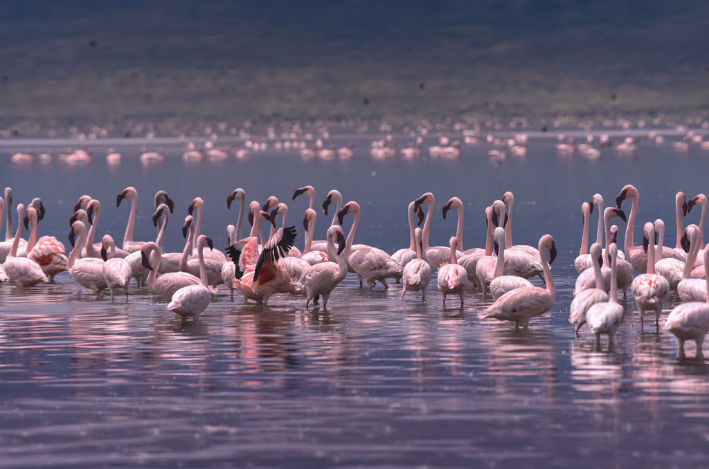 Nairobi Private Tour - 