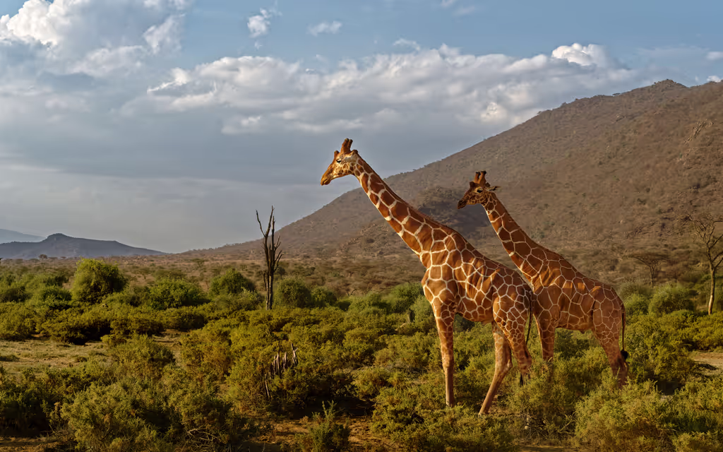Nairobi Private Tour - 