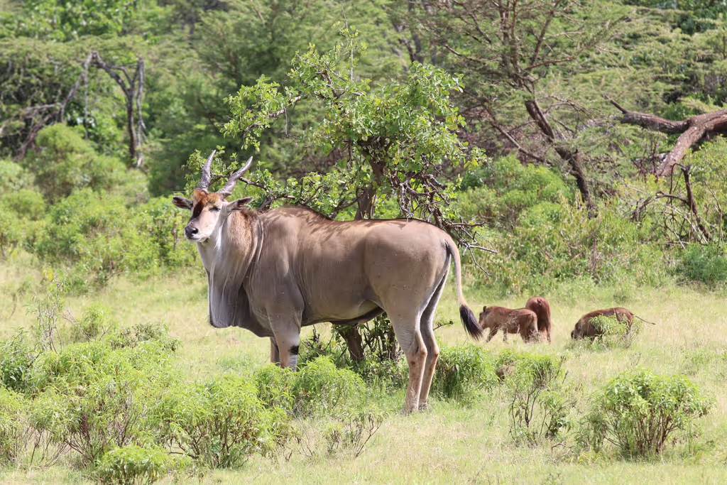 Nairobi Private Tour - 