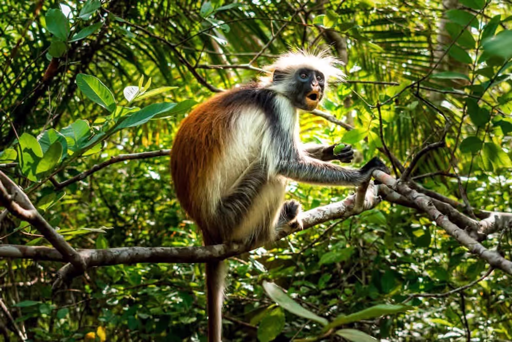 Zanzibar Private Tour - 