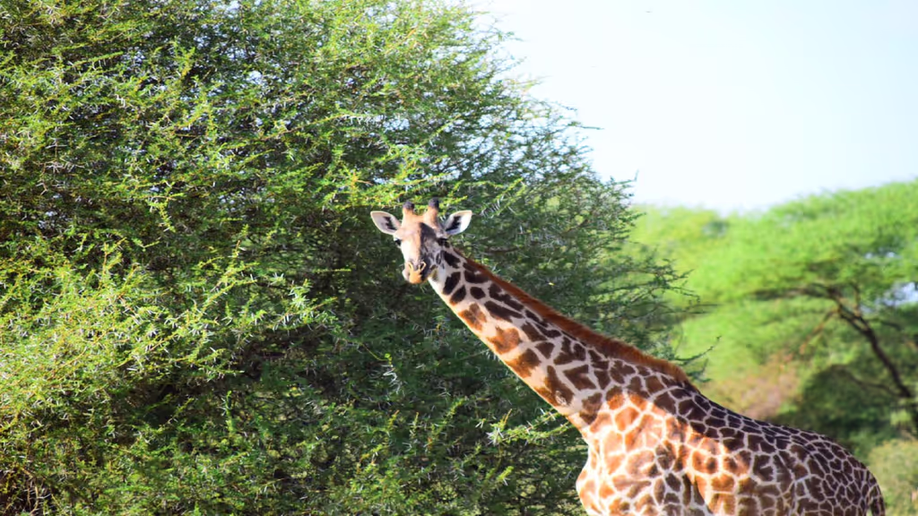 Arusha Private Tour - 3 days private budget safari in Tanzania