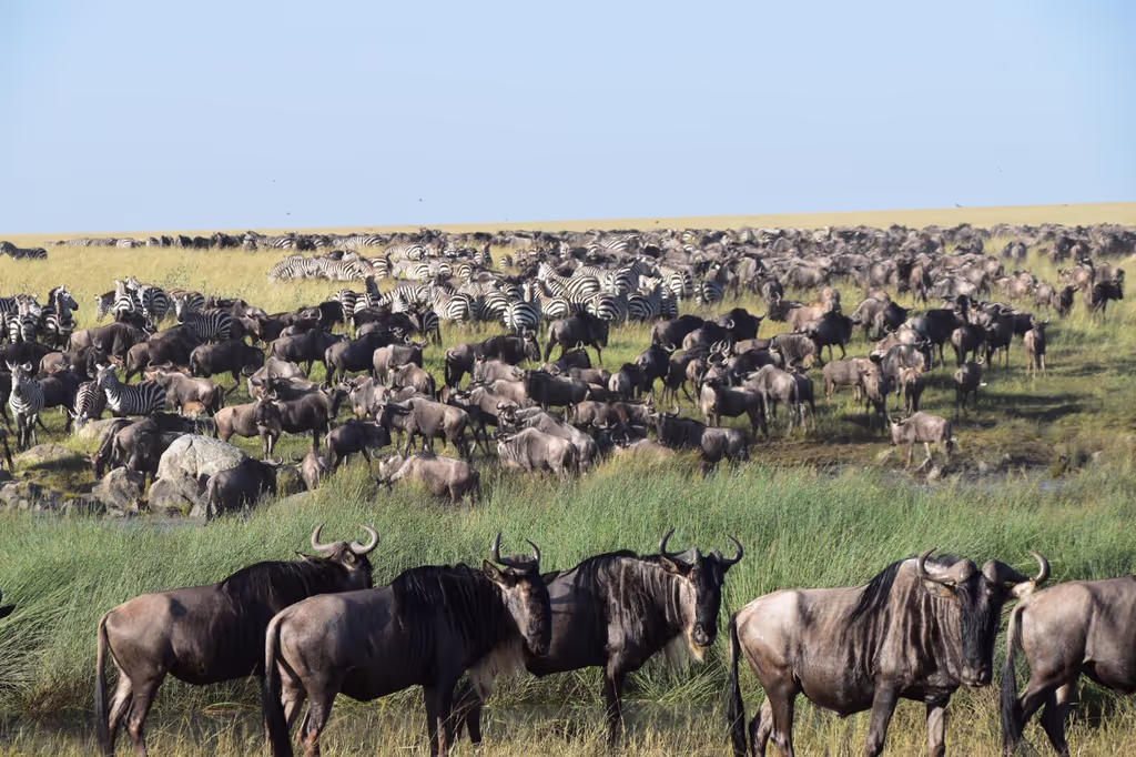 Arusha Private Tour - 3 days private budget safari in Tanzania