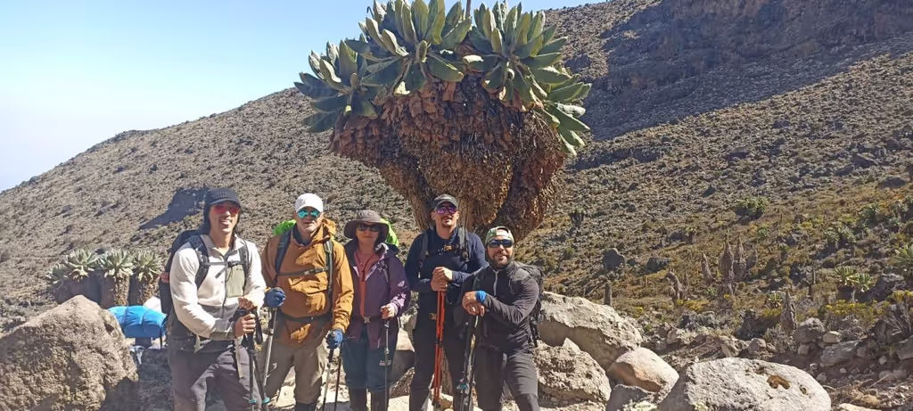 Kilimanjaro Private Tour - Pause infront of Giant Senecio