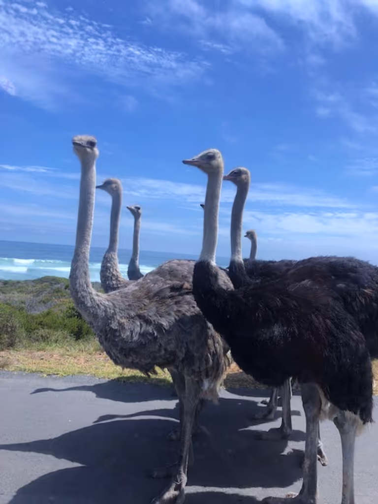 Cape Town Private Tour - 