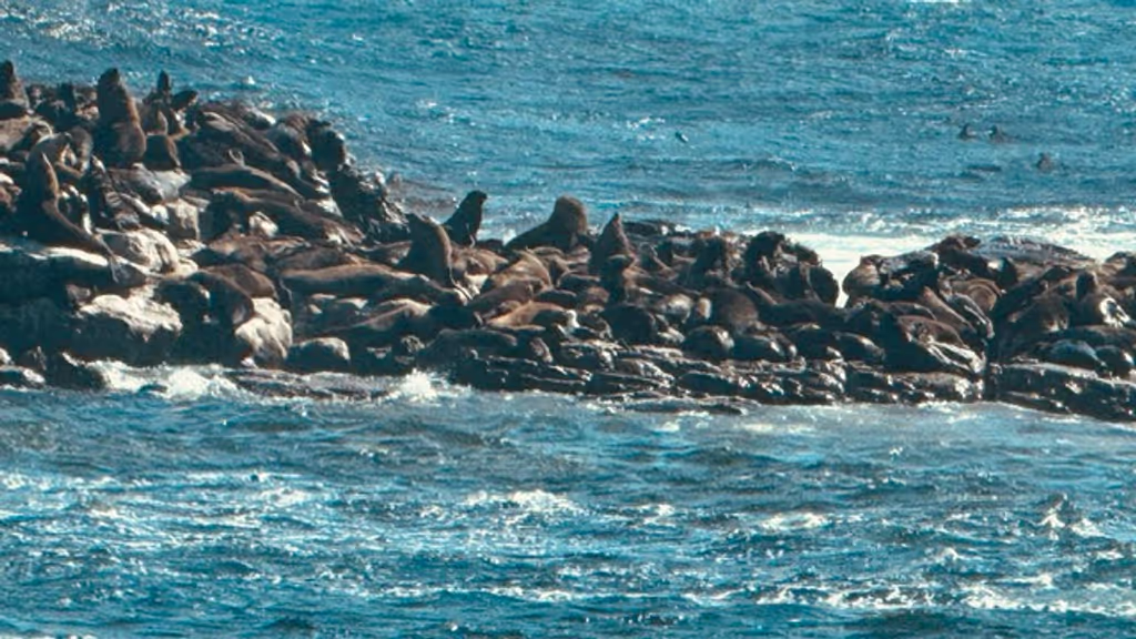 Cape Town Private Tour - 