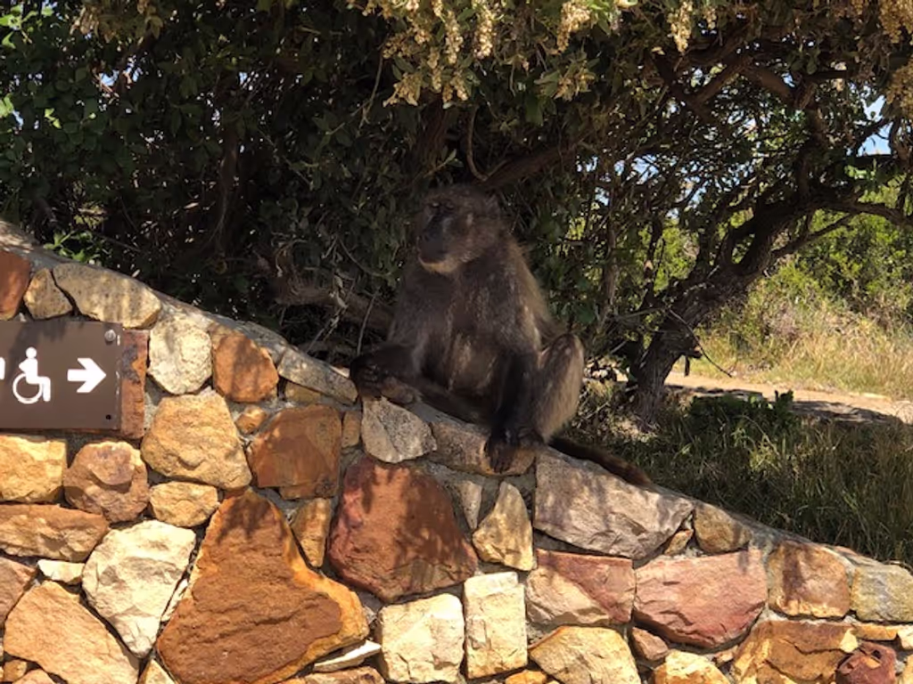 Cape Town Private Tour - 