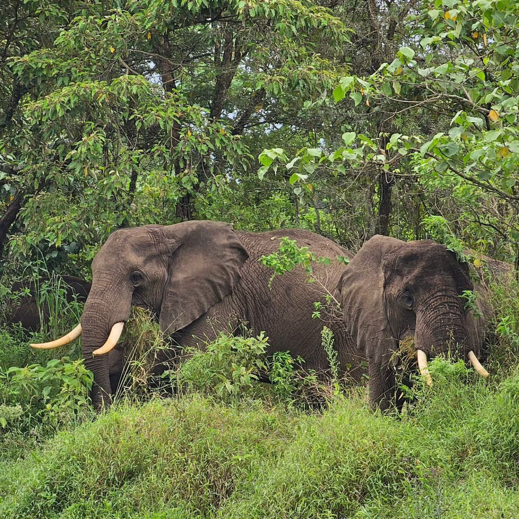 Arusha Private Tour - 