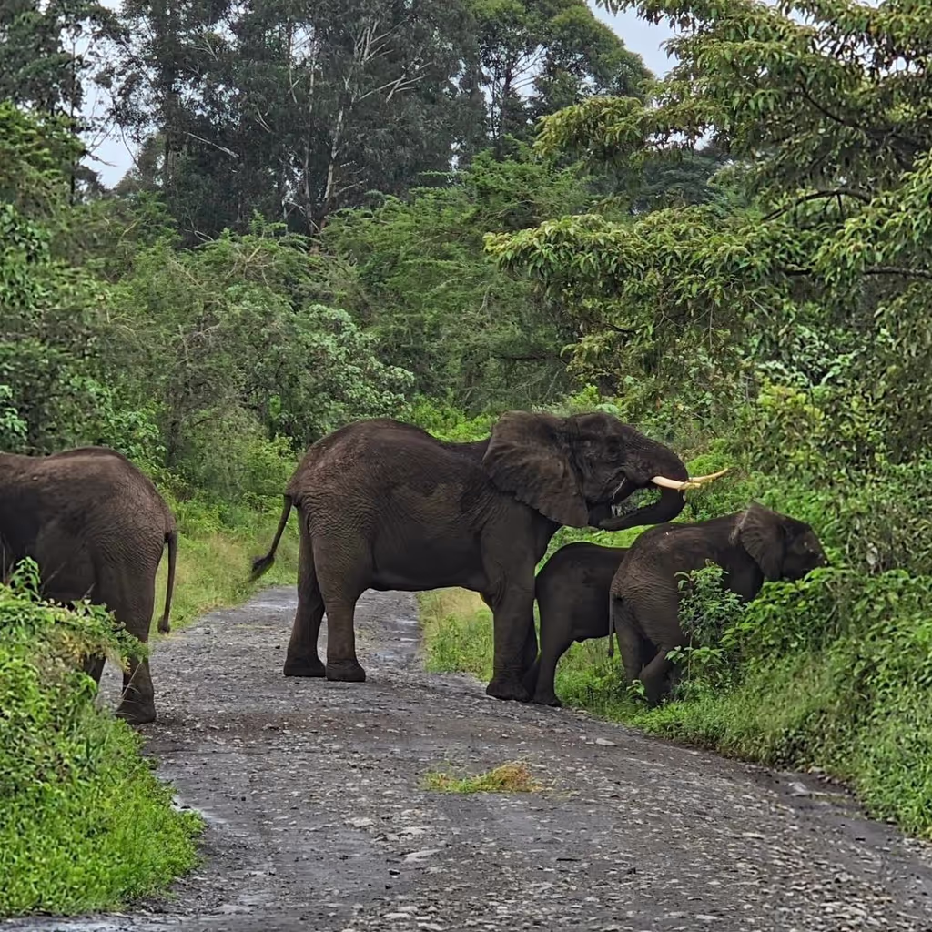 Arusha Private Tour - 