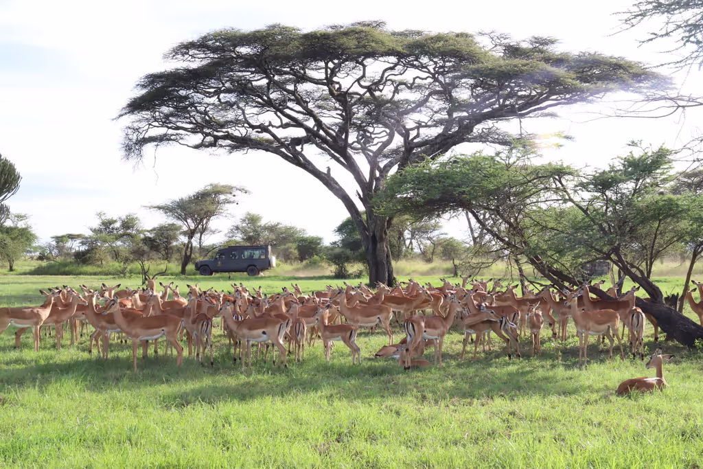 Arusha Private Tour - 